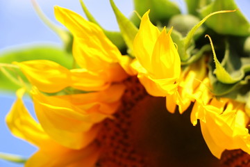 Ripe sunflower. Black sunflower seeds close-up. Harvest sunflower. Agriculture.