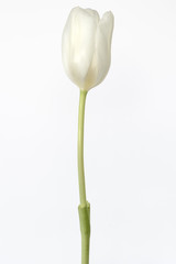 tulip isolated on white background