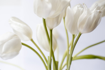 tulips isolated on white background