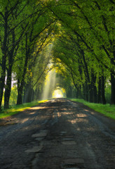 Naklejka premium spring forest. dawn in a beautiful forest
