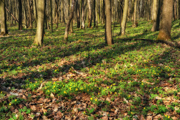 Obraz premium spring forest. dawn in a beautiful forest
