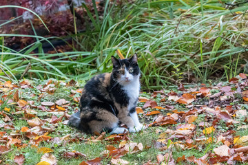 Katze dreifarbig. Katze Julie sitzt vor dem Teich