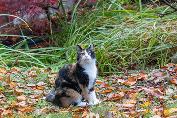 Katze dreifarbig. Katze Julie sitzt vor dem Teich