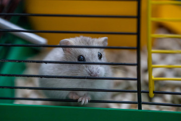 little hamster in a cage
