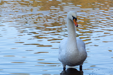 Schwan in Frontansicht