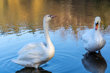 2 Schwäne, ein Schwan mit langen Hals