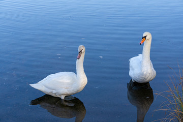 Schwan Ehepaar von Kopf bis Flossen