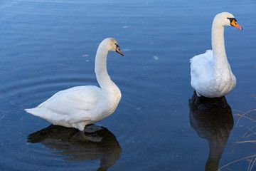 2 Schwäne von Kopf bis Flossen