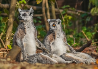 Entspannte Kattas bei Sonnenbad