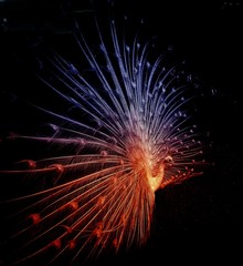 Peacock In Night Sky