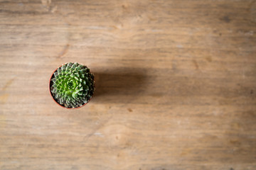 cactus in a pot on wooden background ready for texte, flat lay