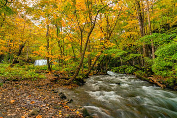 Clear Oirase Mountain Stream flow through the forest of colorful foliage of autumn season at Oirase Valley in Towada Hachimantai National Park, Japan.