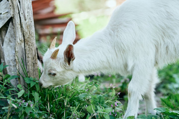 Naklejka na ściany i meble goat on the farm