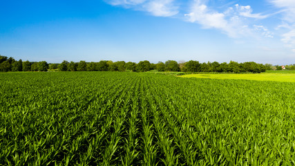 Fototapeta na wymiar Aerial view of a corn field in rural Flanders