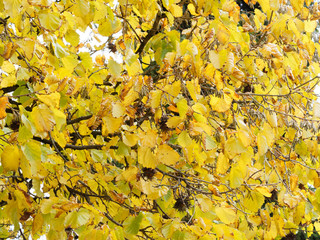 Baum-Hasel oder Türkische Haselnuss (Corylus colurna). Zweige mit gelblich Laubblättern und reife Früchte in Spätsommer