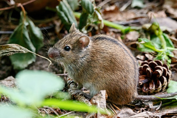 Naklejka na ściany i meble Striped field mouse apodemus agrarius sitting on ground. Cute common forest rodent animal in wildlife.