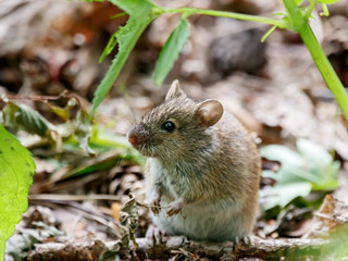 Striped field mouse apodemus agrarius sitting on ground. Cute common forest rodent animal in wildlife.
