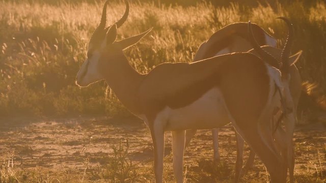 Springbok in the Kgalagadi Transfrontier National Park