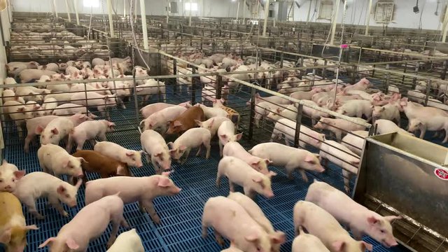 Chaos, crazy pigs scared running in massive pig production facility, barn for fattening hogs for slaughter