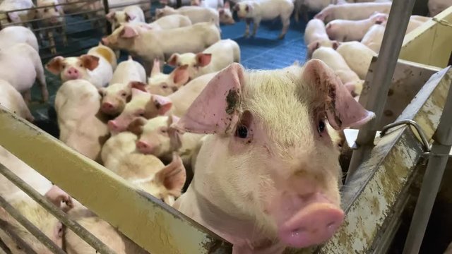 Close-up shot of pig face with many piglets in cramped pigpen