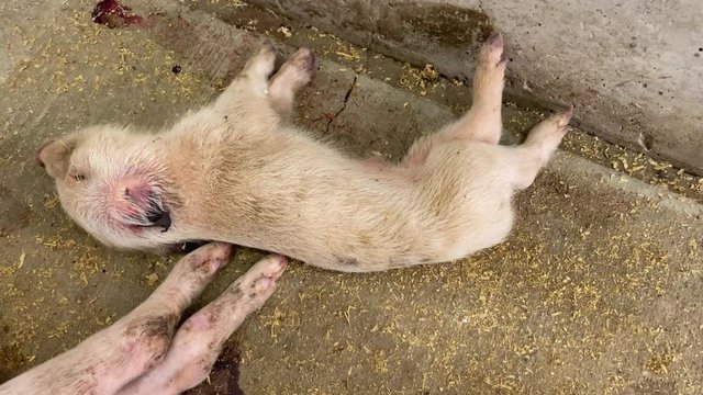 Close up of dead piglet with bloody ear laying on cold concrete floor, victim of African Swine Fever
