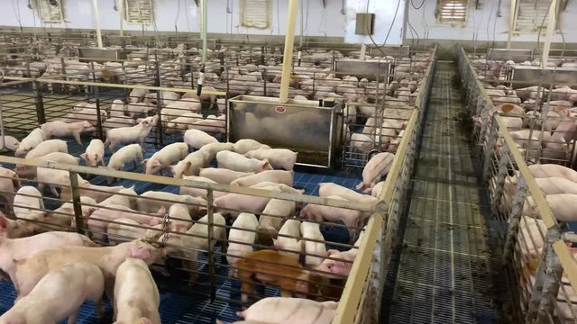 Many pigs in industrial hog barn, manure, and fecal material on floor