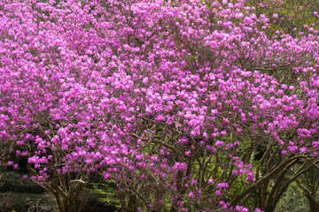 満開のミツバツツジ