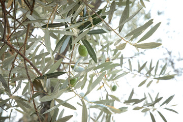 olive tree branches with leaves and fruits