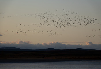 Large group of cranes flying at dusk over the horizon