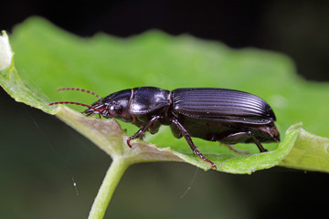 Coleoptera Carabidae Insects in Nature