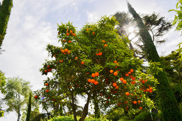 Fototapeta na wymiar Oranges on the tree