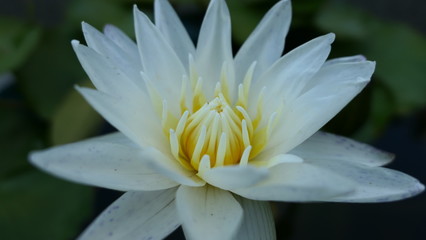 close up of white and yellow lotus  in pond