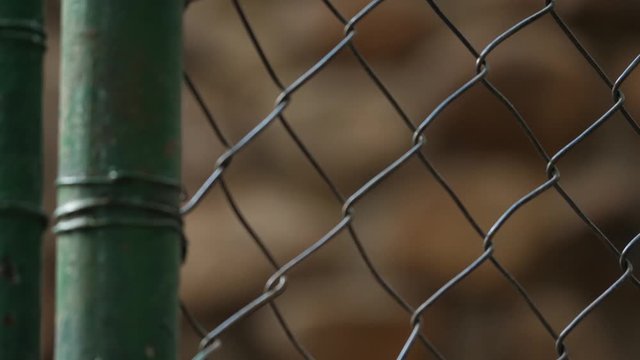 Macaque Monkey in Zoo