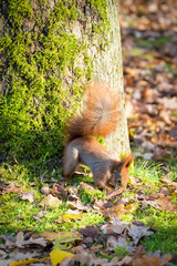 Winter supplies of park squirrel