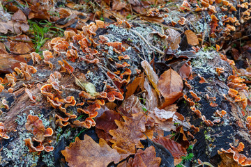 Numerosas setas stereum insignitum sobre troncos muertos de haya.