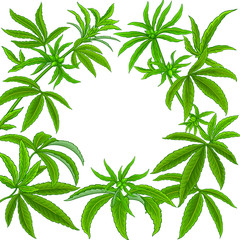 hemp vector frame