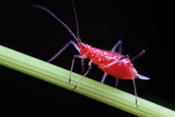 Red Aphids in Nature