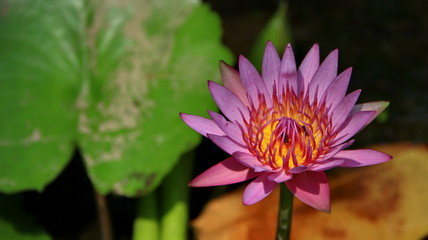 Natural Lotus Flower Blooms in a beautiful garden, exotic round seed stand of a lotus isolated on blurry background
