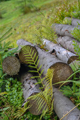 Pile of sawed wooden logs in the forest and green grass