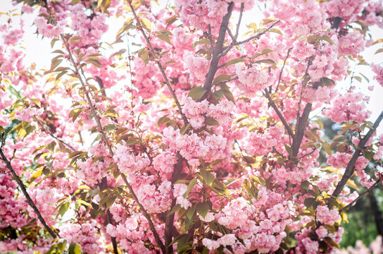 Cherry blossom in april. Sakura on different backgrounds.