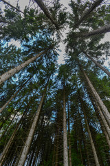 Fototapeta premium Conifers forest treetops