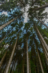 Conifers forest treetops