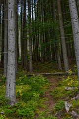 Obraz premium Wilderness forest