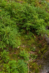 Young conifers and moss in forest