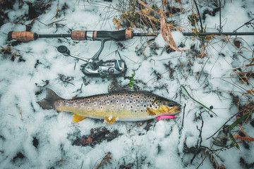 Brown trout close-up. Trout fishing.