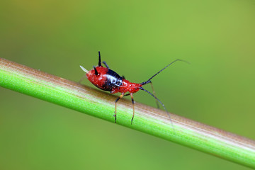 Red Aphids in Nature