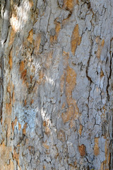 Smoothe bark texture