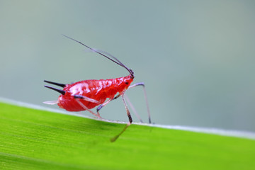 Red Aphids in Nature