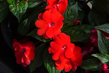 beautiful red and orange flowers