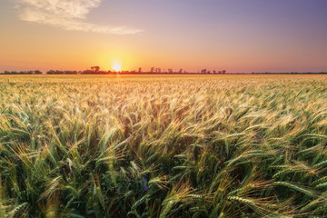 wheat at sunset evening photo / fields of Ukraine evening landscape